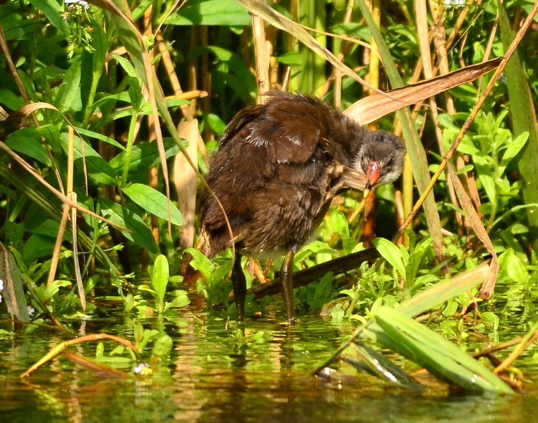 Giovane gallinella al bagno